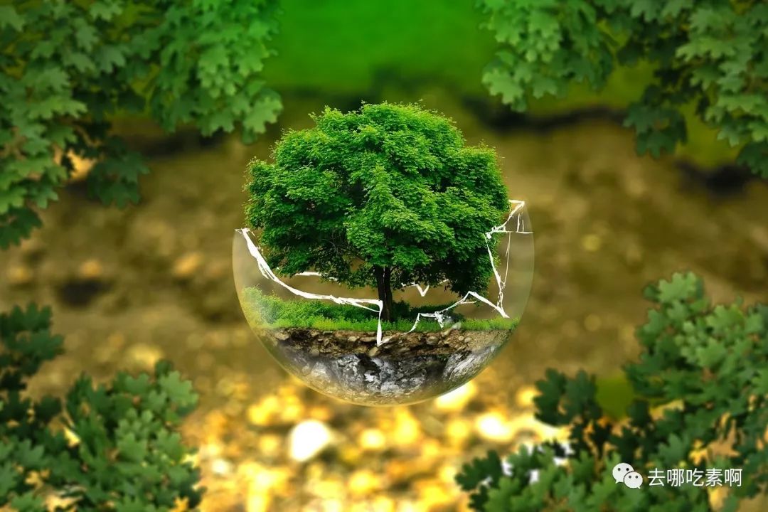 地表植被恢复：低碳技术的自然碳汇解决方案，轻松应对气候变化